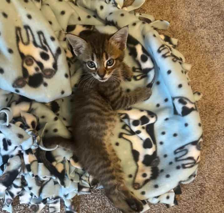 Photo of Ollie