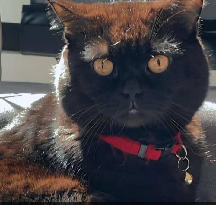 Photo of Pepsi