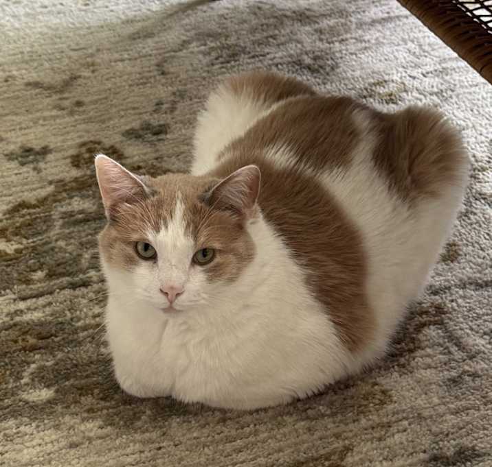Photo of Valentino