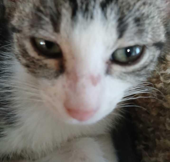 Photo of kitten