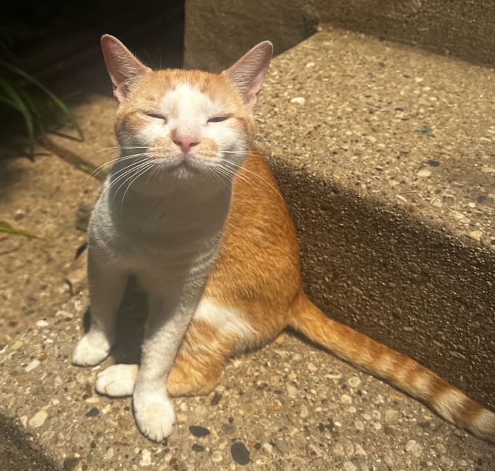Photo of Sunny