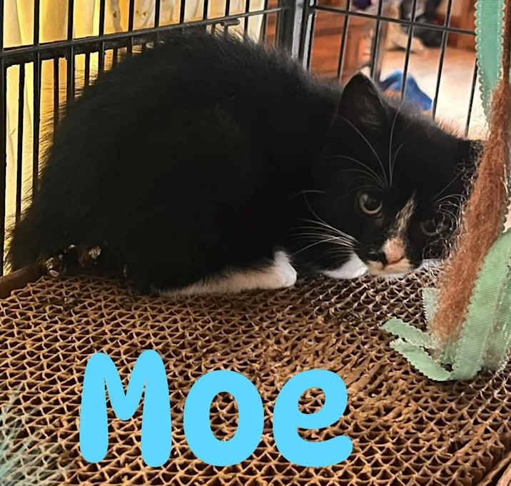 Photo of Moe