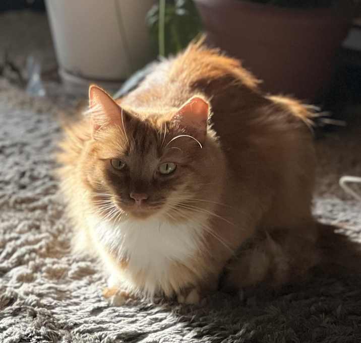 Photo of Simba