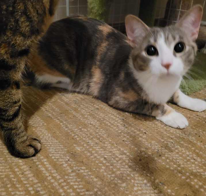 Photo of Ziva