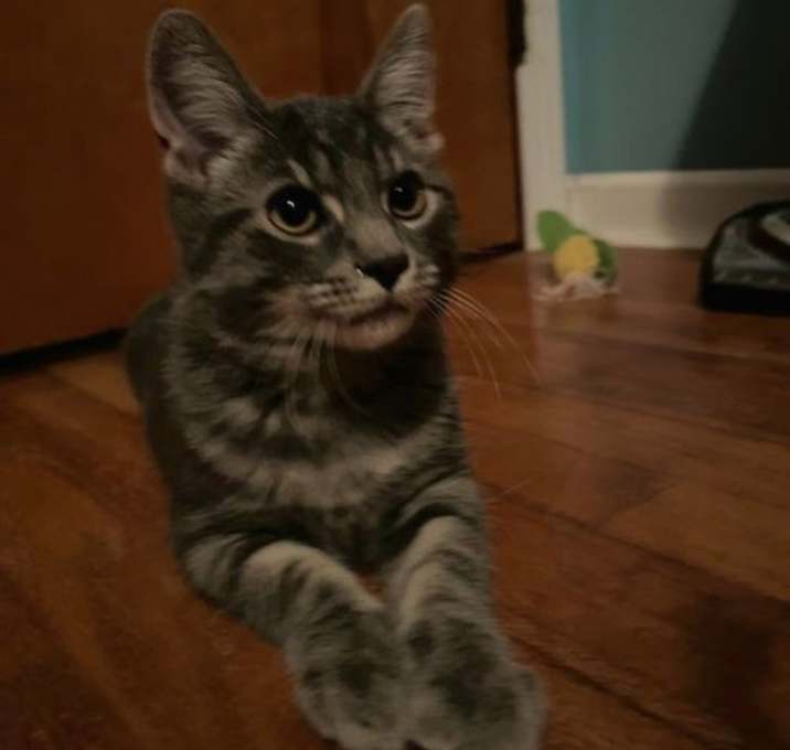 Photo of Louie