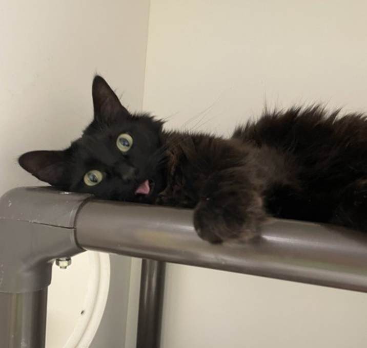 Photo of Pepper