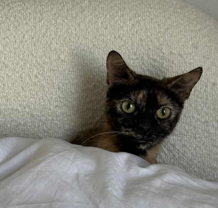 Photo of Mocha