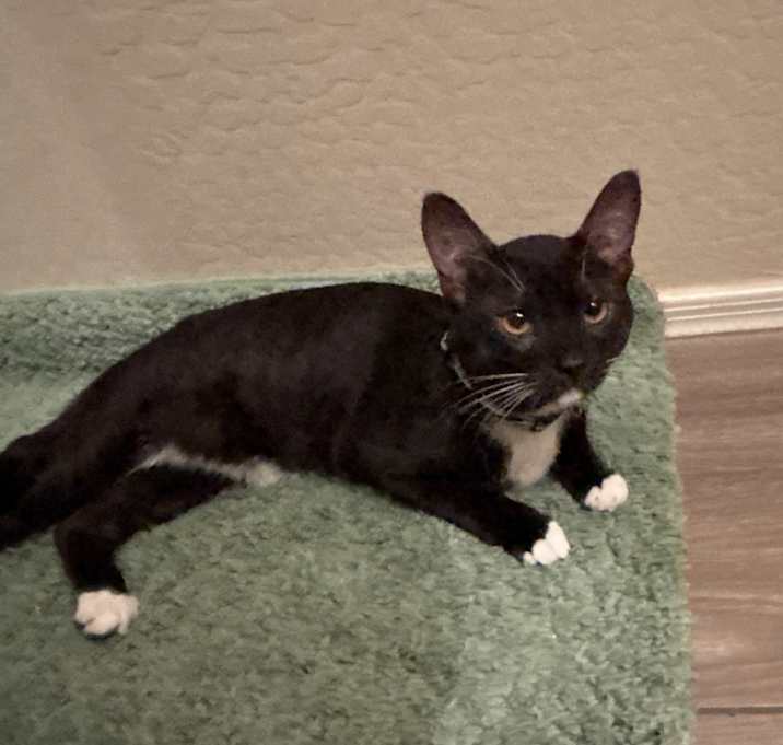 Photo of Sox