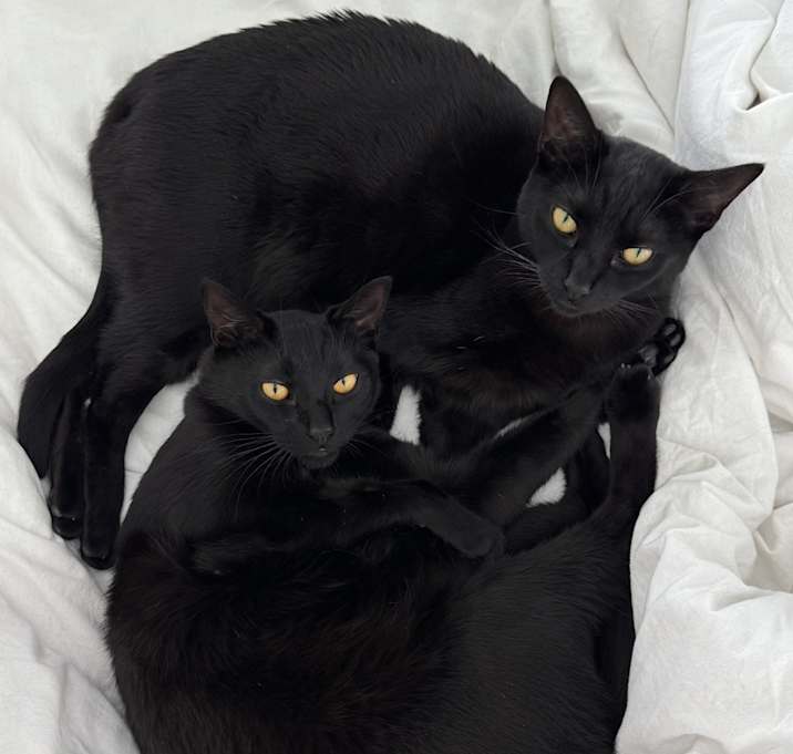 Photo of Binky and Paloma