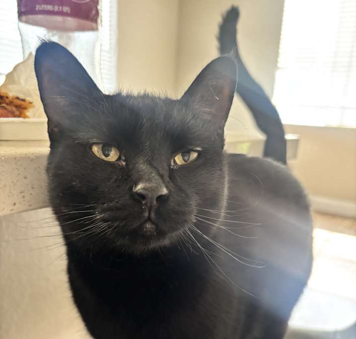Photo of Dutch
