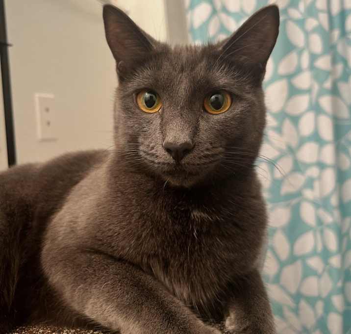 Photo of Smoka