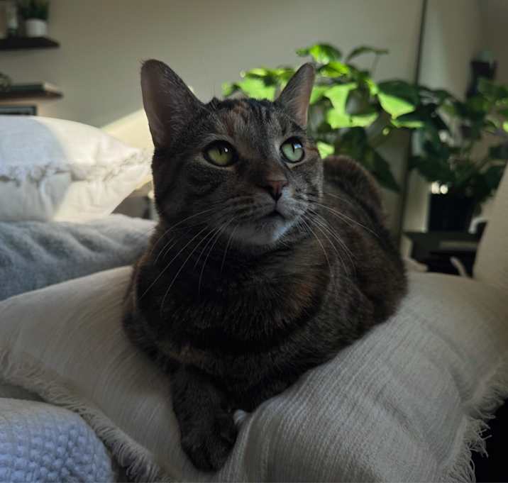 Photo of Juno
