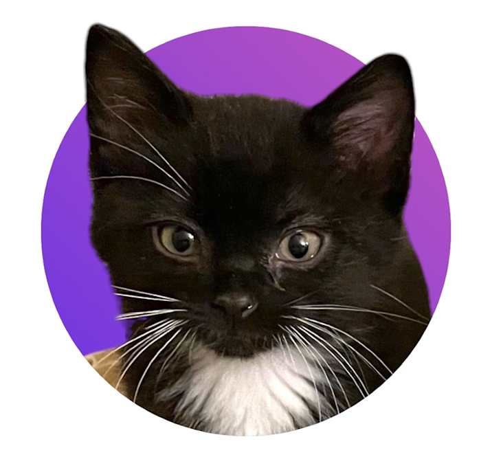 Photo of Pickles