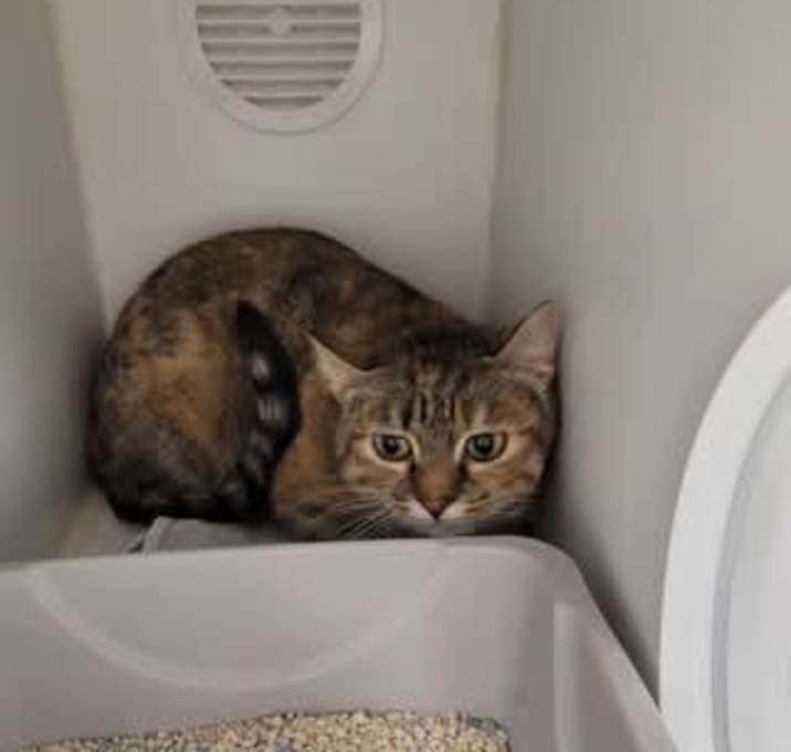 Photo of TRIBBLE