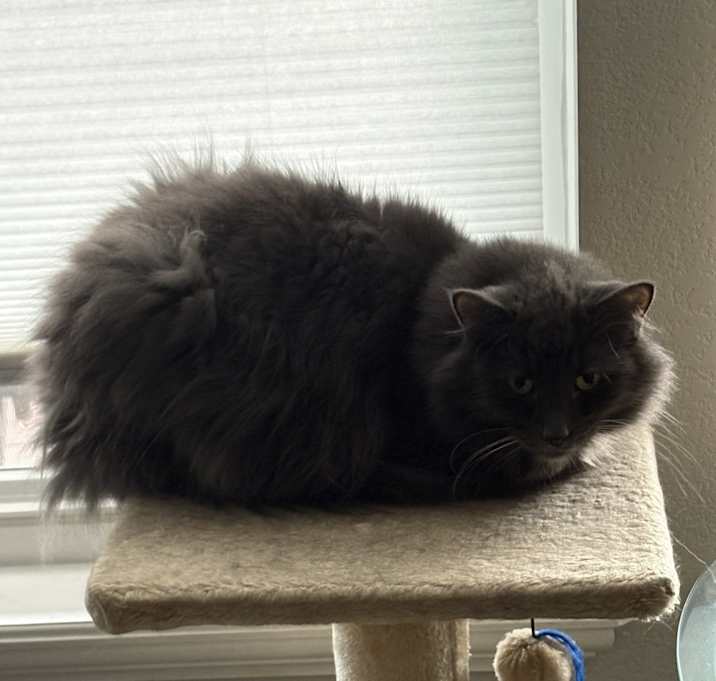Photo of Chewy