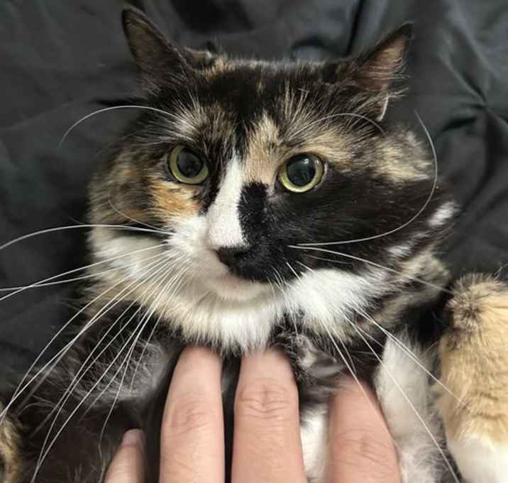 Photo of Grizabella