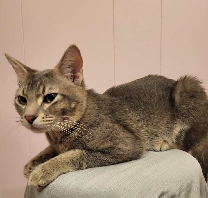 Photo of Greenie