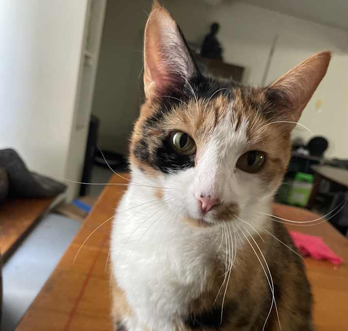 Photo of Kiko