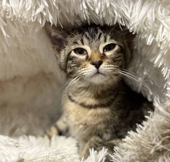 Photo of Gnocchi