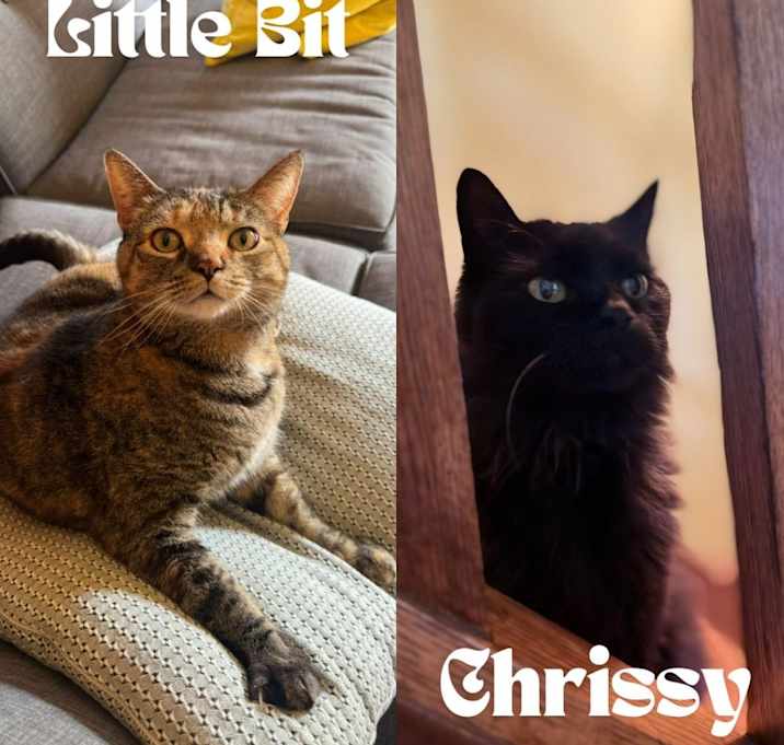 Photo of Chrissy (FeLV+) / Little Bitts (FeLV+)