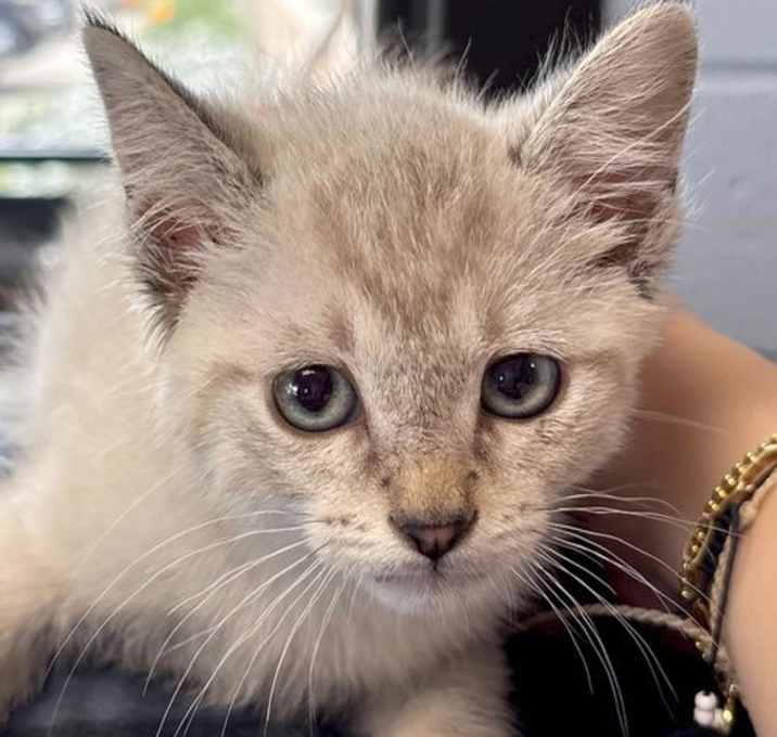 Photo of Amadeus