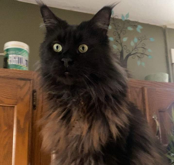 Photo of Zeus