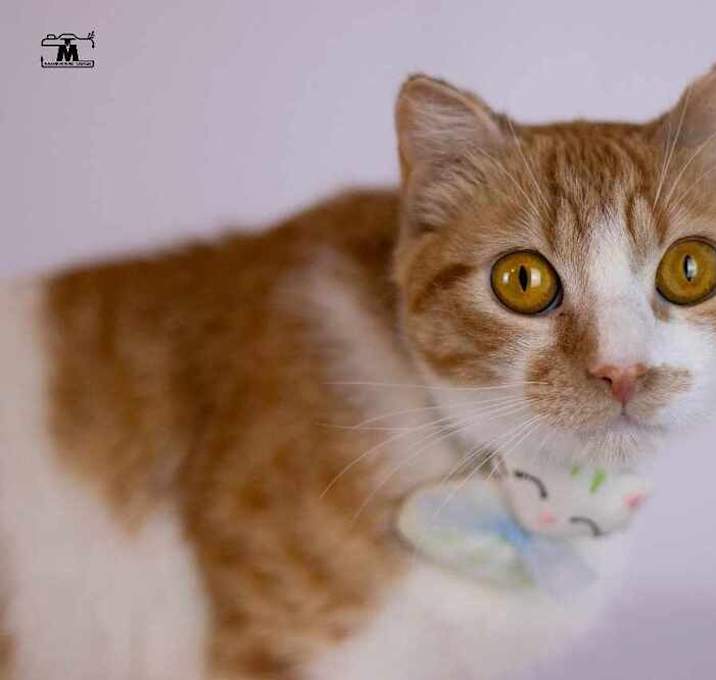 Photo of Tiko one year old