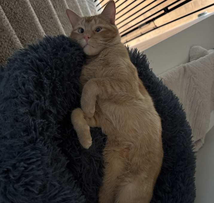 Photo of Popcorn