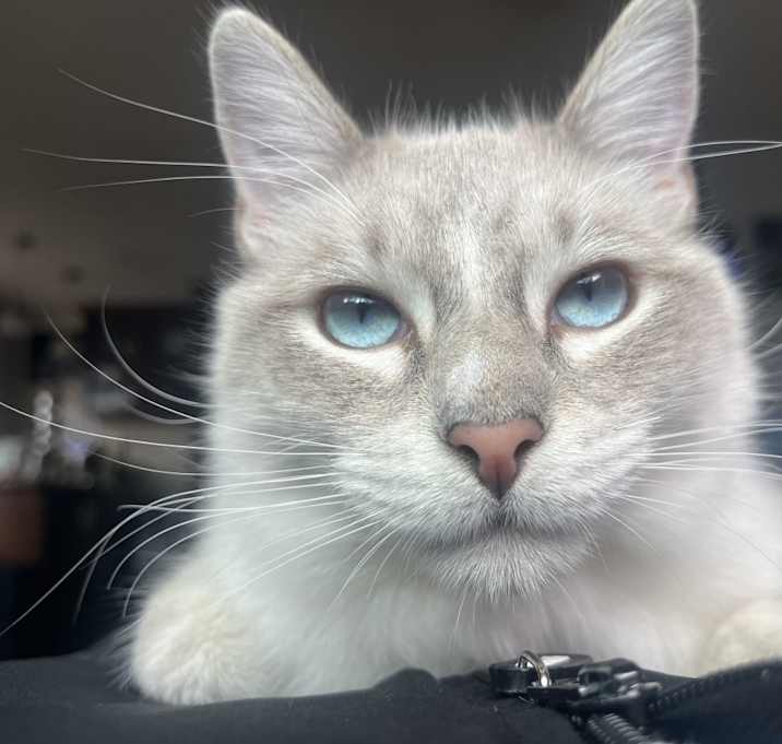 Photo of Akira