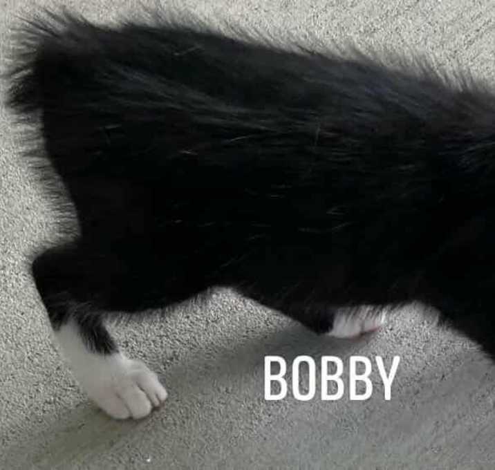 Photo of Bobby
