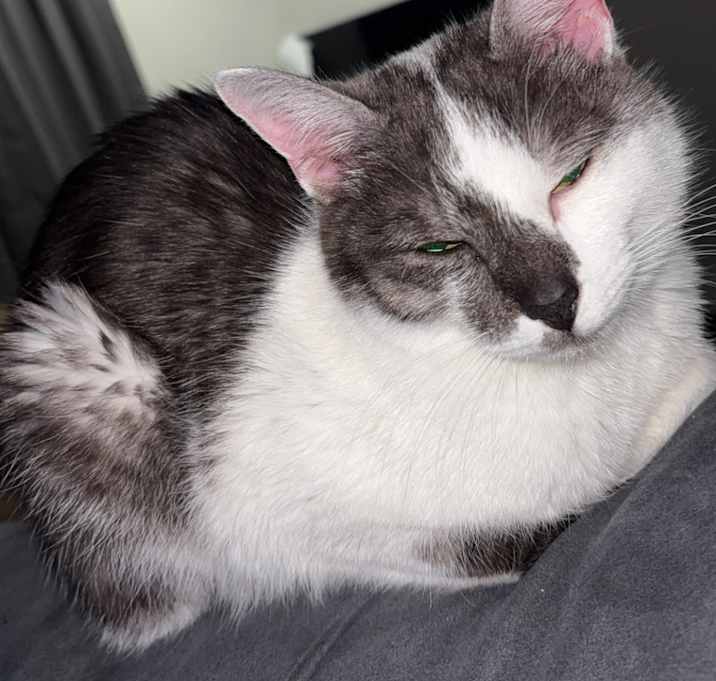 Photo of Lilly