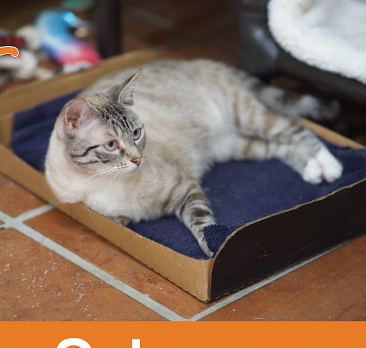 Photo of Salome