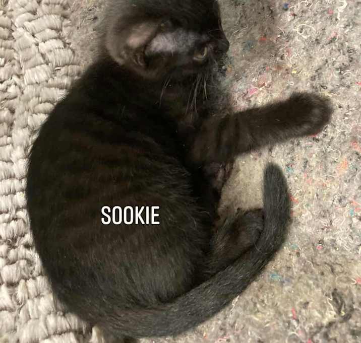 Photo of Sookie