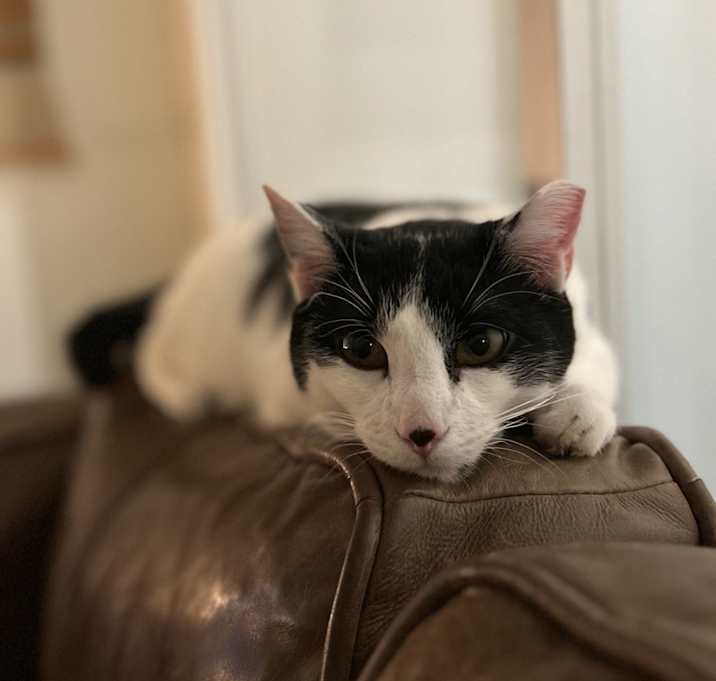 Photo of August (Gus Gus)