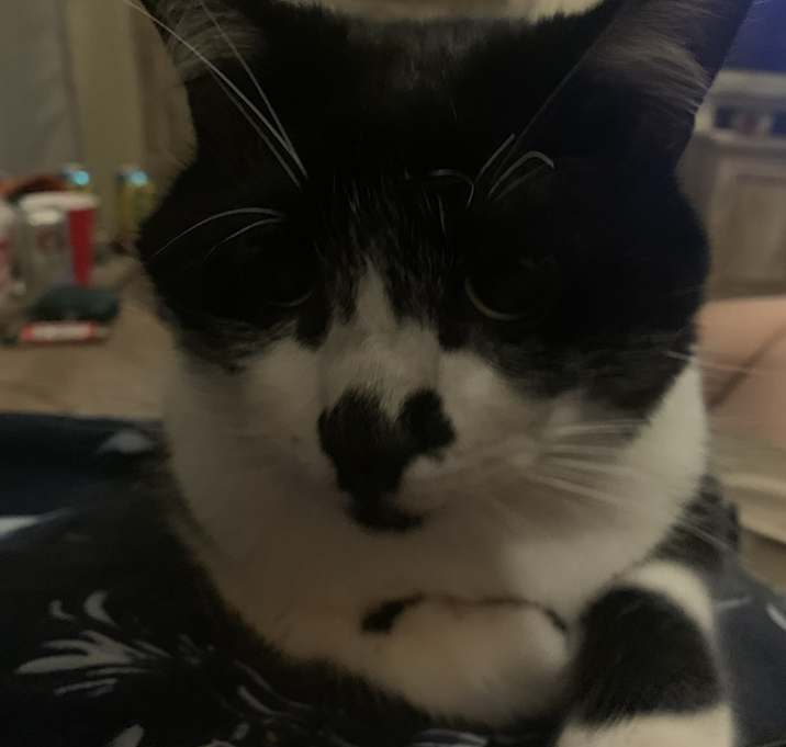 Photo of Lovey