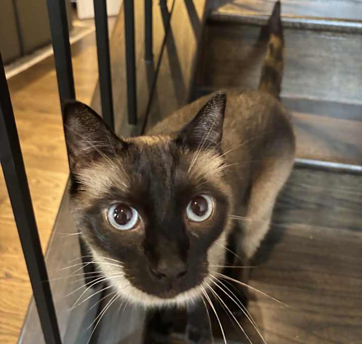 Photo of Finn