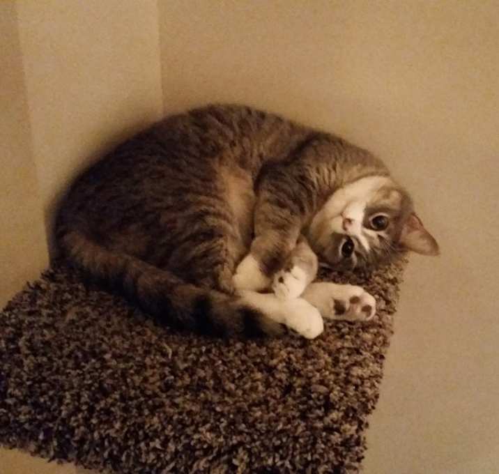 Photo of Piper