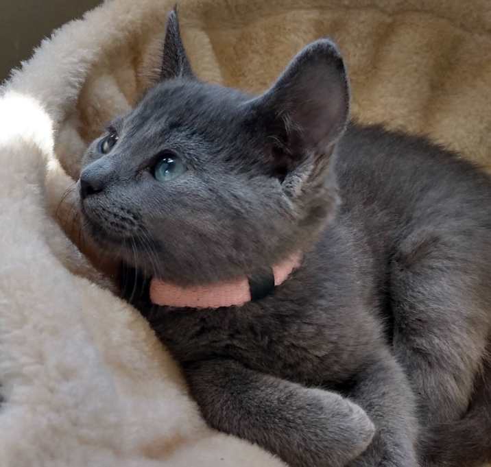 Photo of Misha