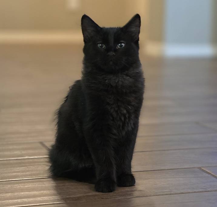 Photo of Kitten