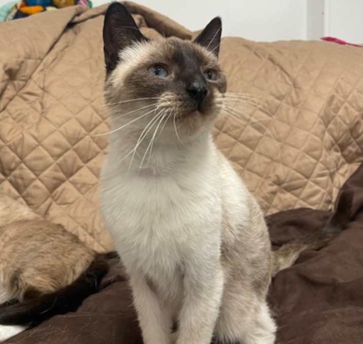 Photo of Bandit