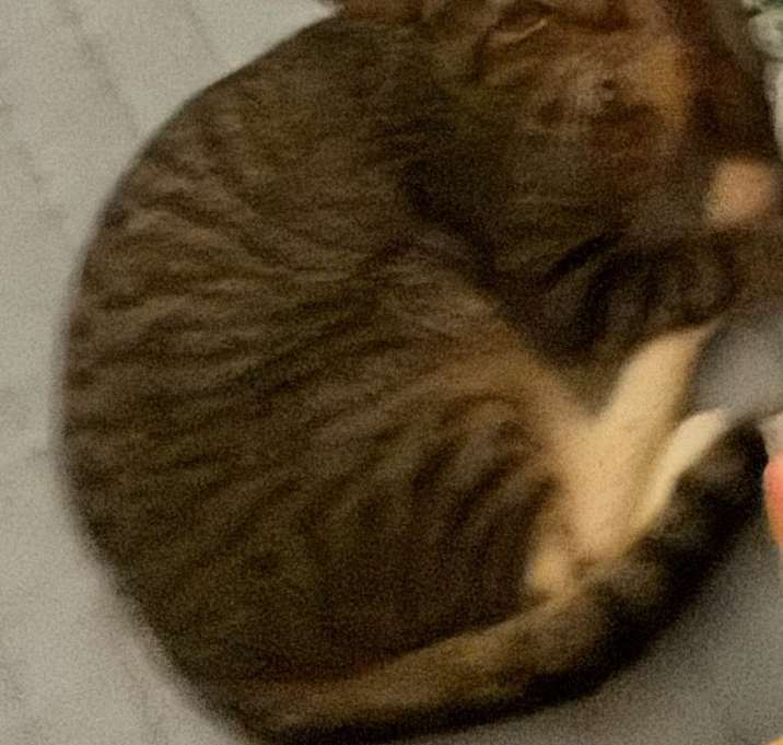 Photo of Kitta