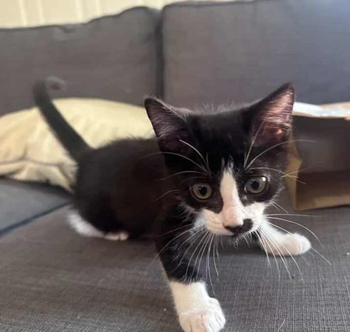 Photo of Wasabi