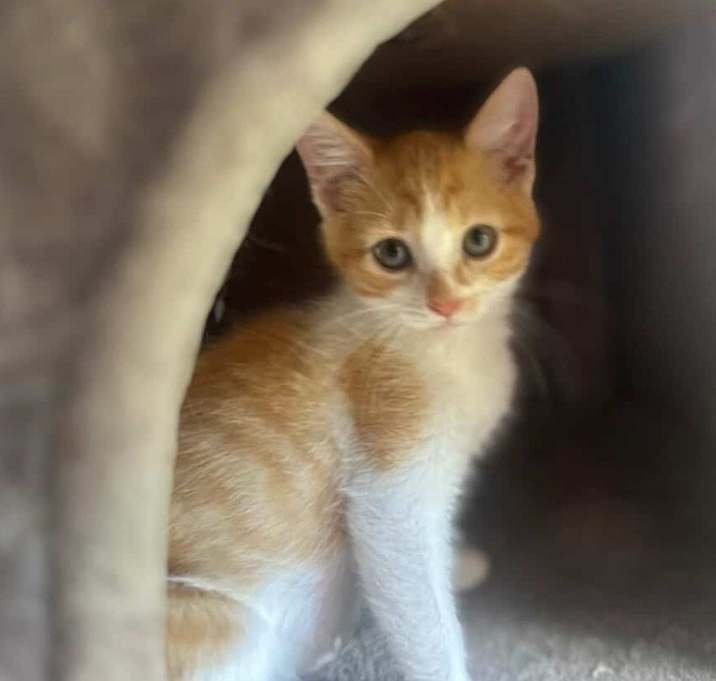 Photo of Miso