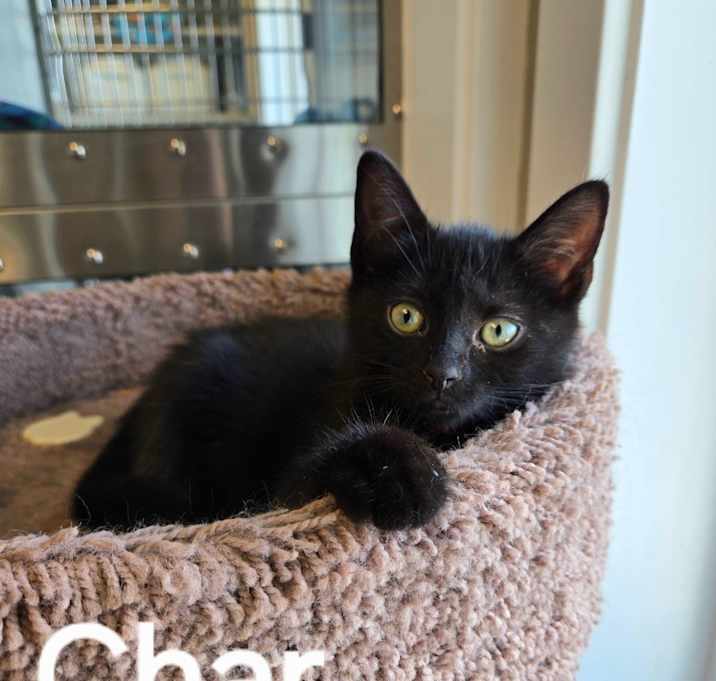 Photo of Char