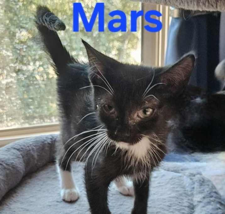 Photo of Mars - Not at shelter (Kendra)