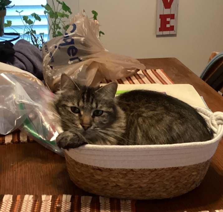 Photo of Lil’ Floof
