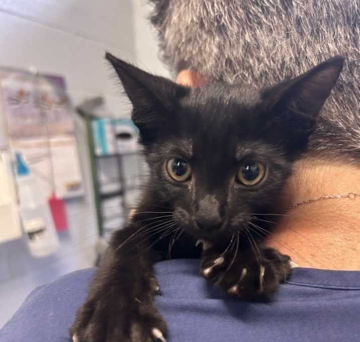 Photo of Salem