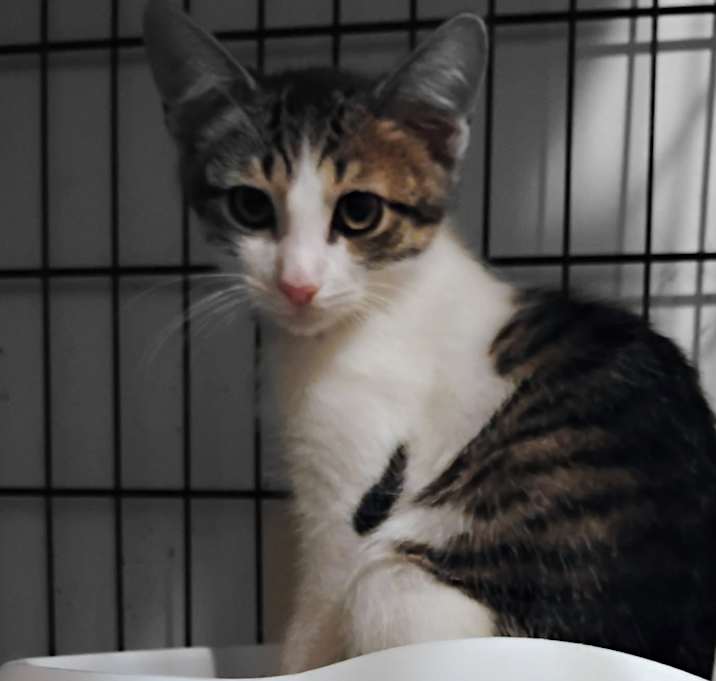 Photo of Pancake