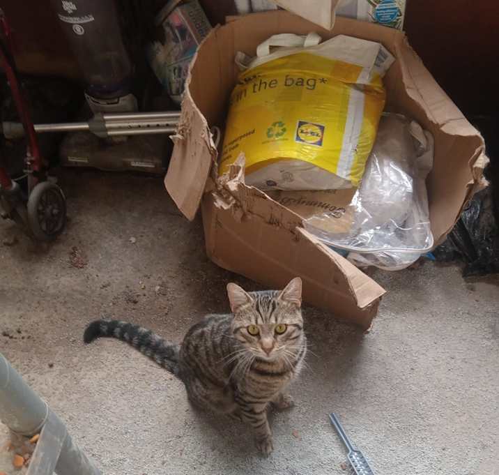 Photo of Simba