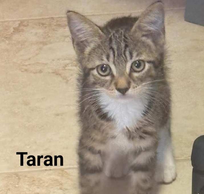 Photo of Taran (TAIR-in)